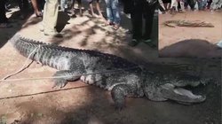 दो हिस्सों में कटी मिली मादा मगरमच्छ, तीन फीट थी लंबाई और डेढ़ साल उम्र, यूपी के शाहजहांपुर का मामला
