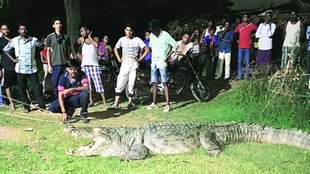 Crocodile, Vadodara
