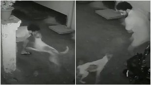 Dog Attack, Gorakhpur news, Dog attack viral video