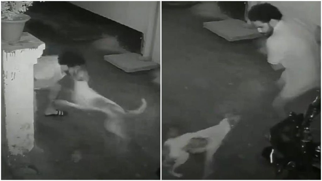 Dog Attack, Gorakhpur news, Dog attack viral video
