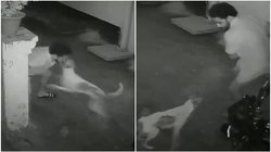 फोन पर बात कर रहे युवक पर अचानक कुत्ते ने मारा झपट्टा, 3 दिन के अंदर 20 लोगों को बना चुका है शिकार