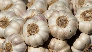 Garlic, Vegetable and Spice, Indore High court