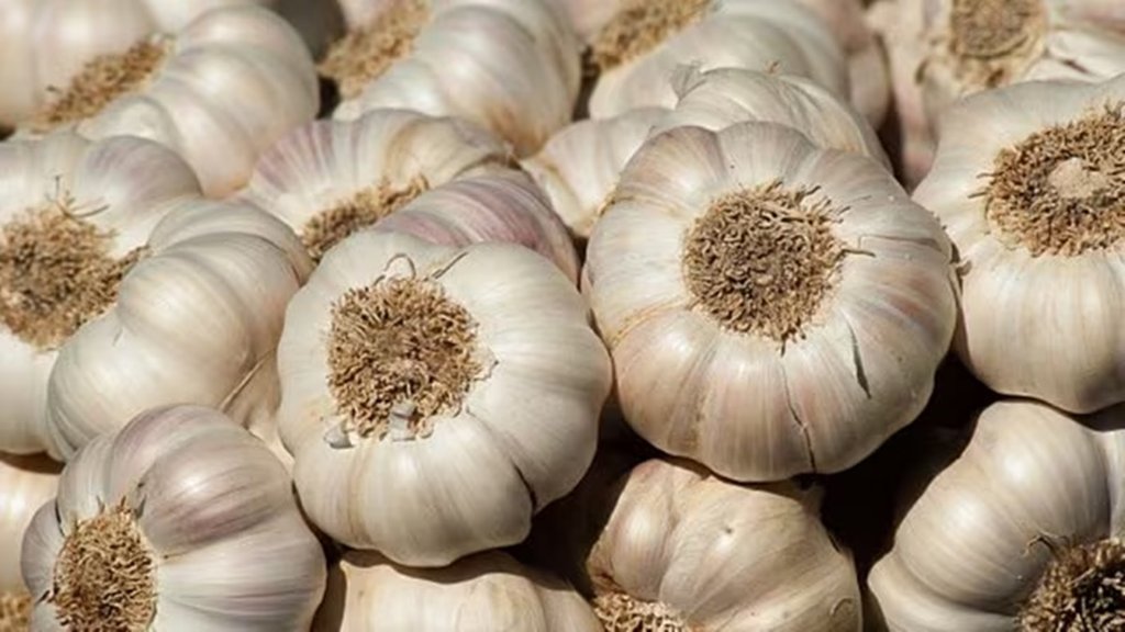 Garlic, Vegetable and Spice, Indore High court