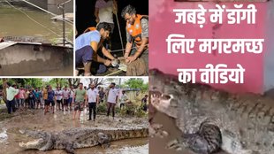 Gujarat rains, vadodara, crocodile