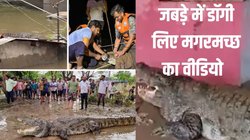 गुजरात में बाढ़ आने के बाद छत, सड़क, घर, पानी… हर जगह निकलने लगे मगरमच्छ, Viral Video देख अटक जाएगी सांस