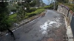 हर्ष गोयनका के घर के बाहर घूमती दिखी डरावनी चीज, सोशल मीडिया पर शेयर किया वीडियो