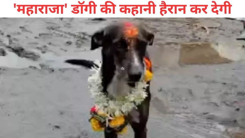 Lost dog returns home, Yamagarni village, Nipani taluk