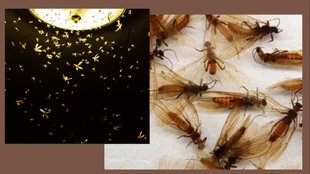 light insects in rainy season