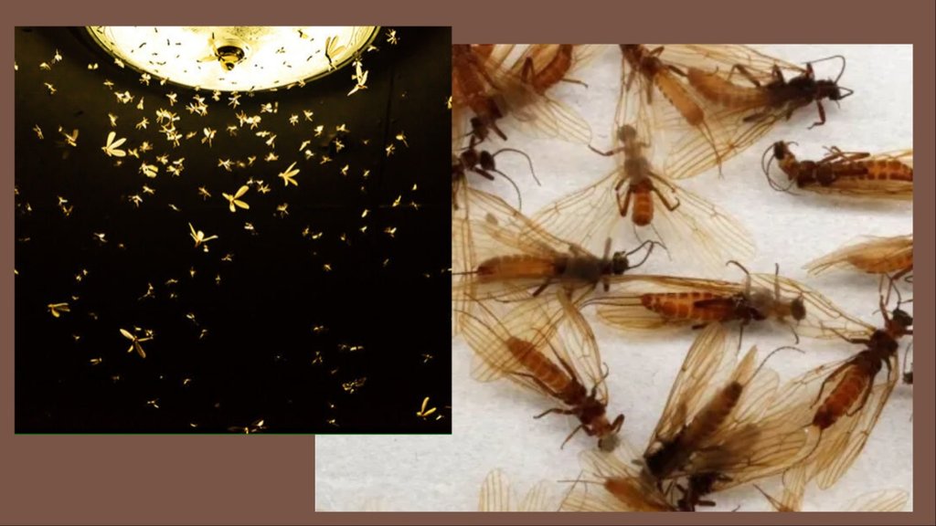 light insects in rainy season