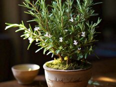 how to use rosemary oil for hair