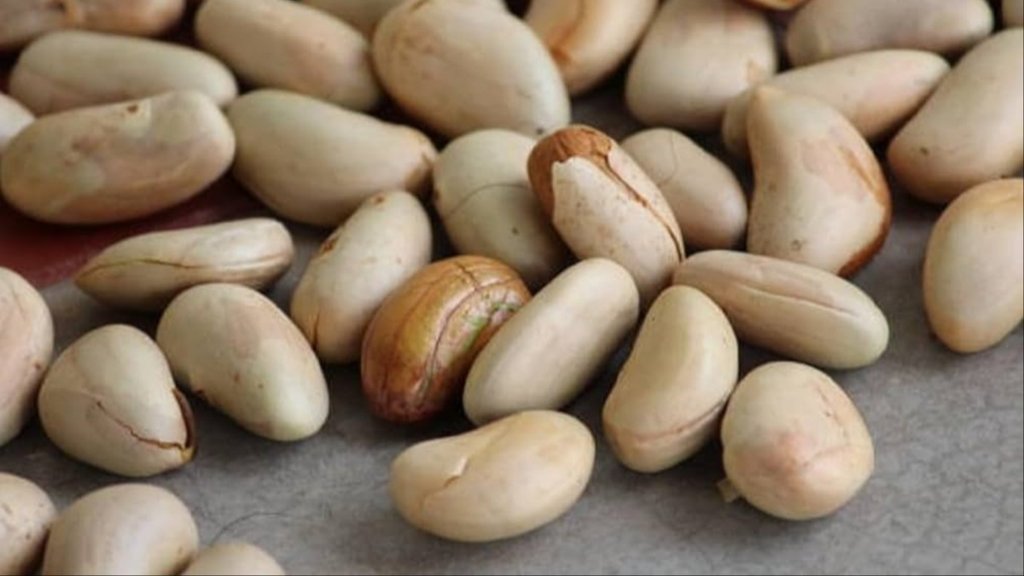 evening snacks kathal ke beej recipe evening snacks kathal ke beej recipe