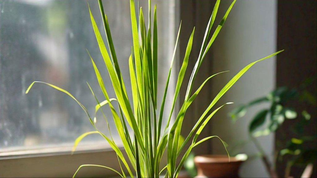 lemongrass infused oil recipe uses