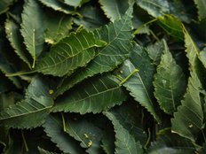 neem leaf uses benefits in hindi