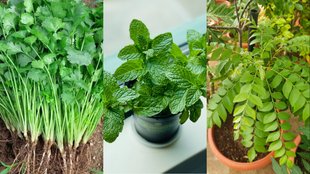 plants for home garden