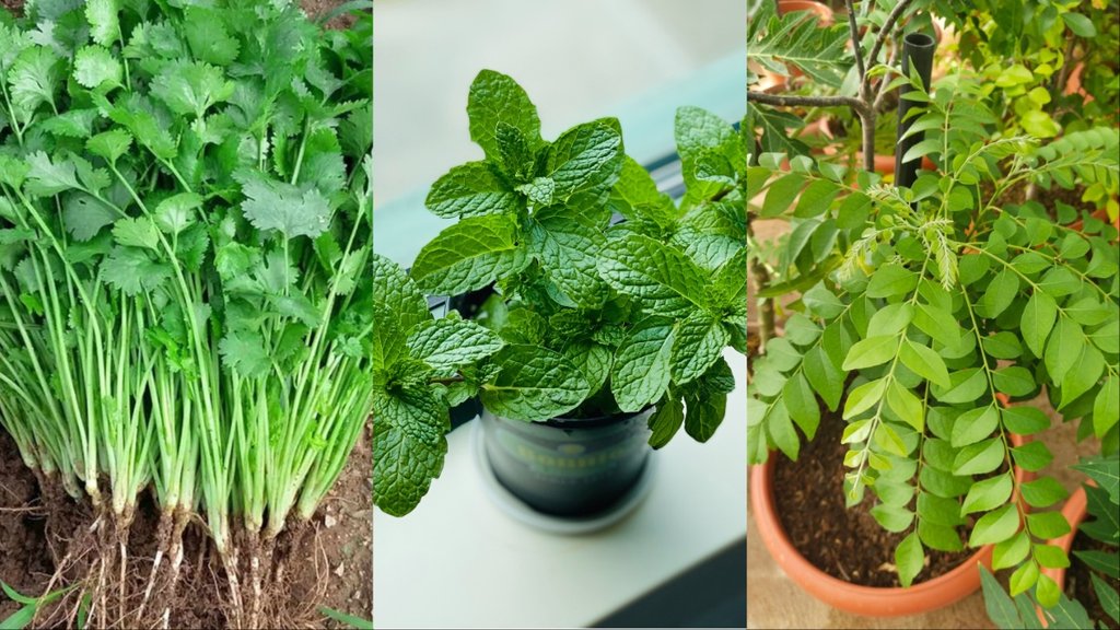plants for home garden
