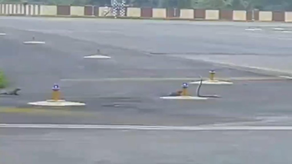 Patna Airport, mongoose fight, Viral Video,