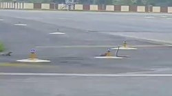 Viral Video: जंग का मैदान बना पटना एयरपोर्ट, नेवलों के झुंड ने घेर लिया एक सांप को; फिर जो हुआ उसे वीडियो में देखें