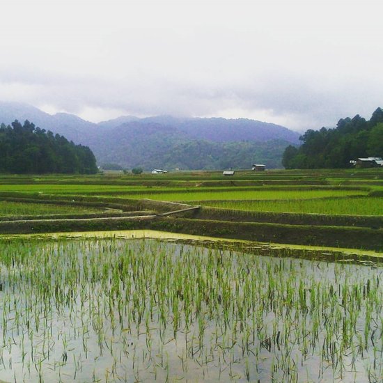 ज़ीरो, अरुणाचल प्रदेश (Ziro, Arunachal Pradesh): एक विश्व धरोहर स्थल जो अपनी सुहावनी जलवायु, अद्वितीय आपा तानी आदिवासी समूह, देवदार की पहाड़ियों, धान के खेतों और ज़ीरो महोत्सव के लिए जाना जाता है। (P.C. Insta- ziro_valley)