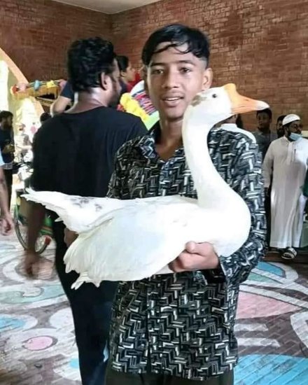 duck