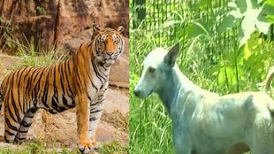 Corbett Tiger Reserve tiger, Corbett Tiger Reserve elephants, stray dogs, canine distemper virus,
