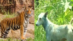 आवारा कुत्तों की वजह से टाइगर्स पर संकट! कॉर्बेट टाइगर रिजर्व के दो किलोमीटर एरिया में चलेगा खास ड्राइव