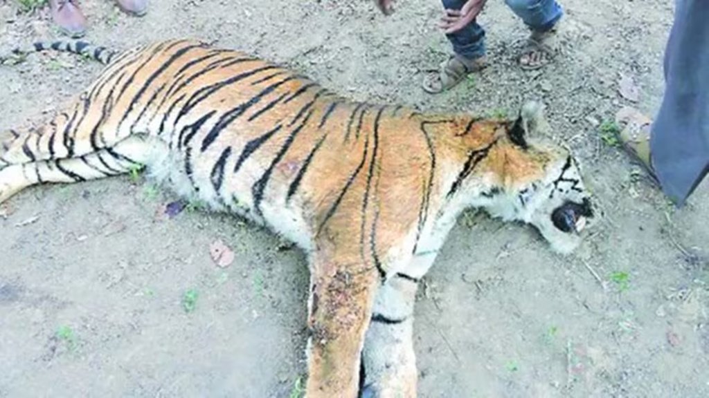 Madhya Pradesh, Tiger, Wildlife