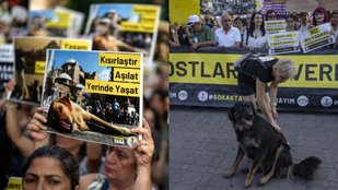Turkey introduces controversial bill targeting stray dogs