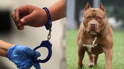 हैवान बन गई मां! पहले 6 साल के बेटे के बांधे हाथ-पांव, फिर पिटबुल से करवाया हमला