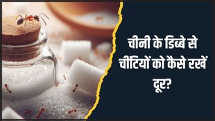 how to get rid of ants । ant in sugar । Ant Home remedies