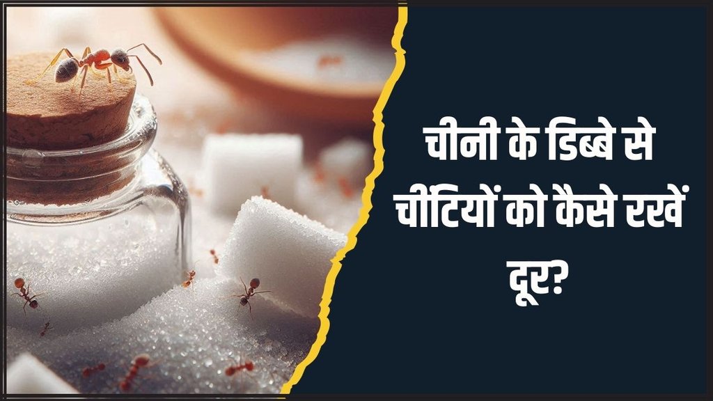 how to get rid of ants । ant in sugar । Ant Home remedies