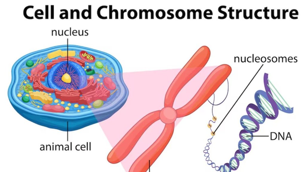 Y Chromosome kya hai, Y क्रोमोसोम क्या होता है, Y गुणसूत्र हिंदी न्यूज, Y Chromosome Shrinking news, Y Chromosome gender in Hindi, Disappearing of Y Chromosome, Y Chromosome meaning in Hindi