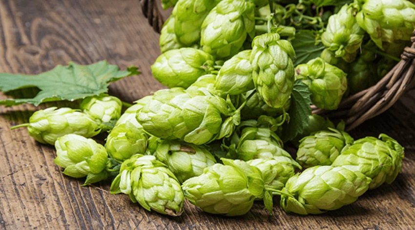 Hop Shoots