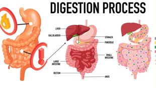 Acid reflux, Home remedies, Coriander seed water, Digestion, Digestive enzymes, Bloating, Indigestion, Vedika Premani, Chronic acid reflux, Contraindications,