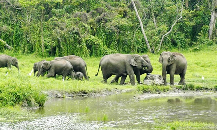 डुआर्स, पश्चिम बंगाल (Dooars, West Bengal): अपनी समृद्ध जैव विविधता और जंगलों के लिए प्रसिद्ध डुआर्स, पश्चिम बंगाल के कुछ सबसे खूबसूरत जगहों में से एक है। यह प्रकृति प्रेमियों के लिए भारत में सितंबर में यात्रा करने के लिए सबसे अच्छी जगहों में से एक है। (P.C. www.bengaltourism.in)