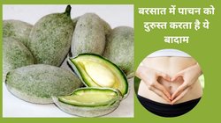 मॉनसून के दौरान Green Almonds का सेवन करने पर बॉडी में कौन-कौन से आते हैं बदलाव, एक्सपर्ट से जानिए