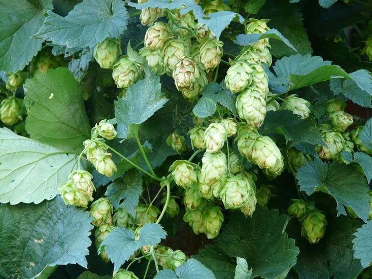 Hop Shoots Price