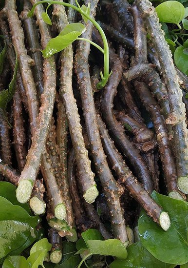 Giloy for Liver health