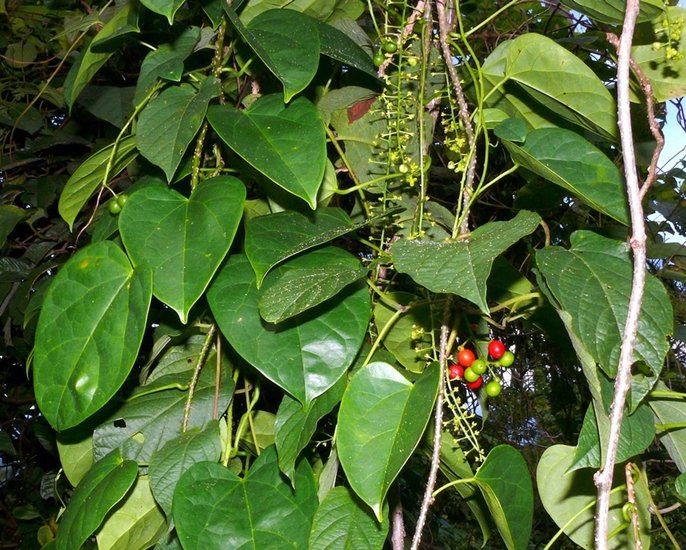 Giloy benefits