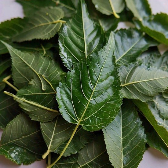 Neem leaf uses benefits in hindi: नीम की पत्तियों में एंटीवायरल गुण पाए जाते हैं, जो कुछ वायरस के खिलाफ प्रभावी होते हैं। ये नीम की पत्तियां अपने जीवाणुरोधी और सूजन-रोधी गुणों के कारण घाव भरने में तेजी लाने में मदद कर सकती हैं। नीम की पत्तियों में एंटीऑक्सीडेंट होते हैं, जो झुर्रियों और महीन रेखाओं जैसी उम्र बढ़ने के लक्षणों को कम करने में मदद कर सकते हैं। (P.C. Meta AI)