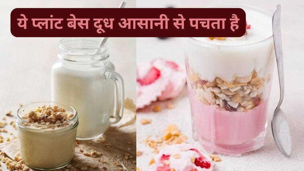 What Is Oat Milk,Oat Milk Nutrition Facts,Oat Milk Nutrition Facts,It’s Naturally Lactose-Free,It May Improve Your Heart Health,Oat Milk, Milk, Oat Milk Benefit, Lifestyle, Boldsky, protein,