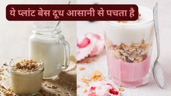 Oat Milk: एक महीने तक अगर रोजाना ओट्स मिल्क का सेवन किया जाए तो बॉडी पर कैसा होता है असर, एक्सपर्ट से जानिए