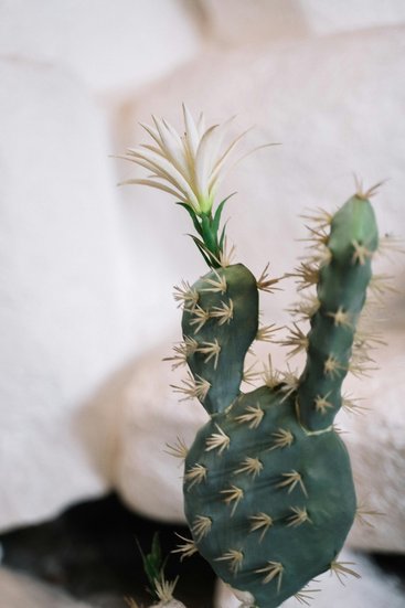 thorny plants