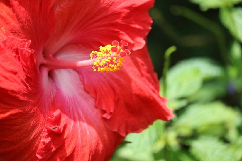 Hibiscus benefits for skin