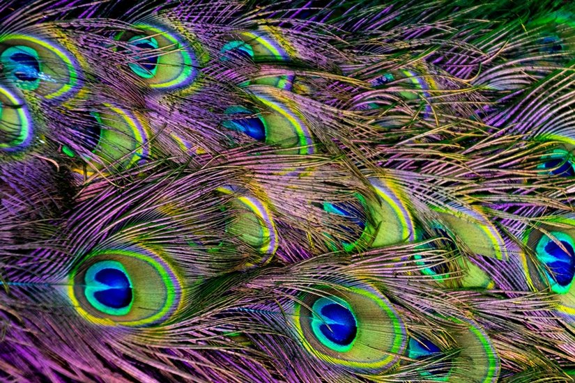 Peacock feather