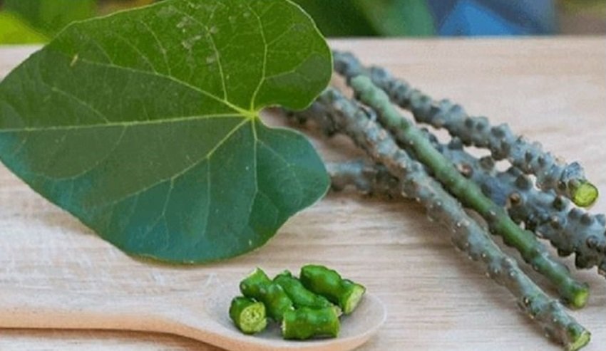 Tinospora cordifolia