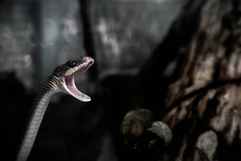 Most poisonous snake