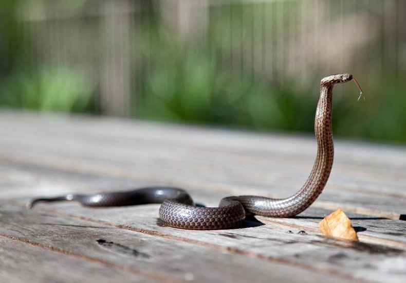King Cobra