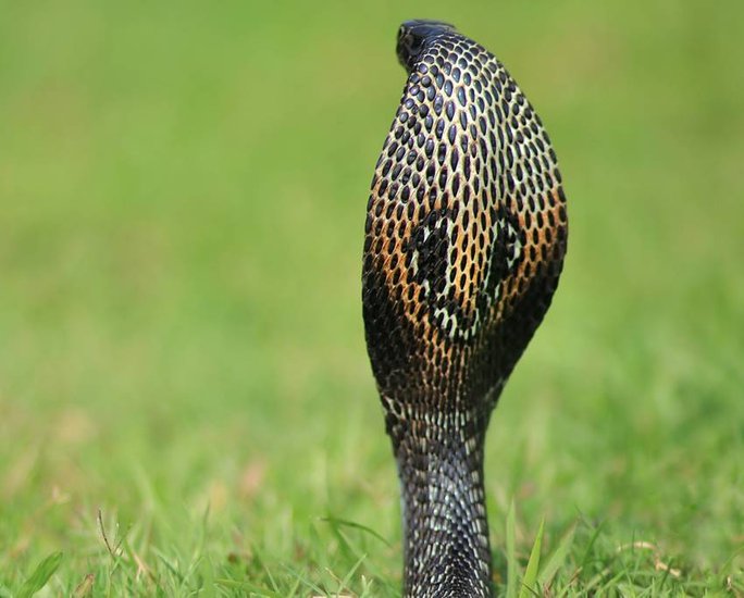 King Cobra Can kill 20 People
