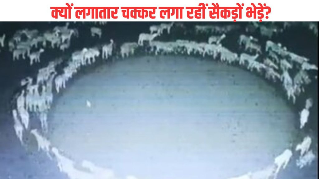 sheep walk in circle