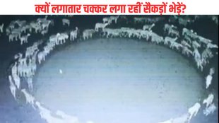 sheep walk in circle